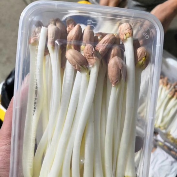 花生芽基地直发量大从优品质保障可长期合作