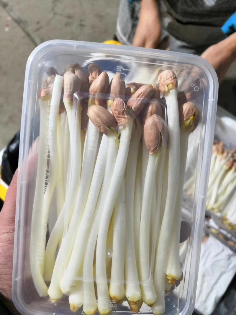 花生芽基地直发量大从优品质保障可长期合作