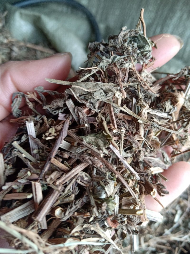 马鞭草片野生：货零售批：发一手货源个片欢迎合作