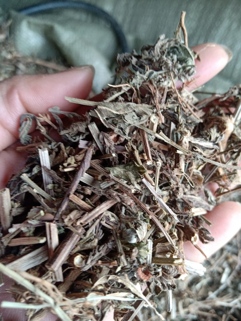 马鞭草片野生：货零售批：发一手货源个片欢迎合作
