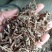 马鞭草片野生：货零售批：发一手货源个片欢迎合作