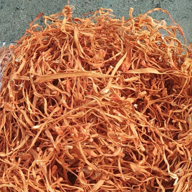 精品专营金虫草正品各种规格可食用批发