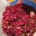 玫瑰花茶玫瑰花瓣玫瑰花碎玫瑰花干可泡茶可做鲜花饼