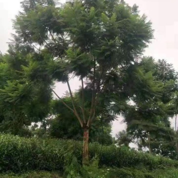 蓝花楹