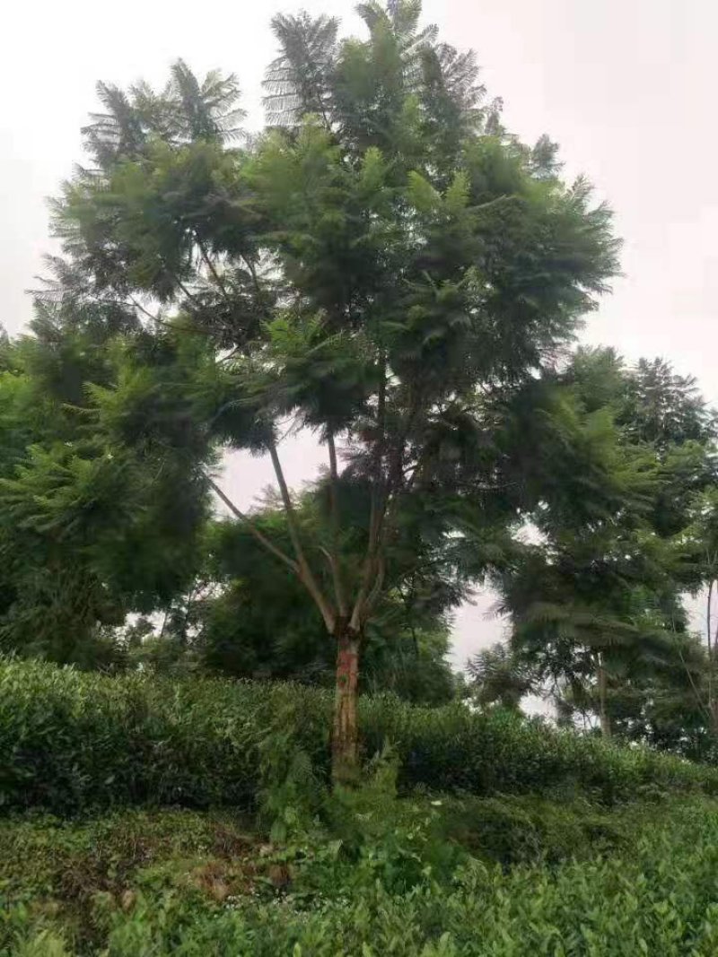 蓝花楹