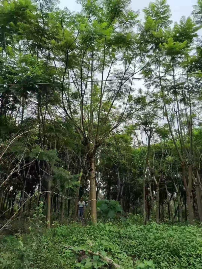 蓝花楹