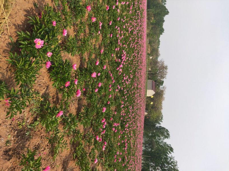 种苗芍药苗1年2年苗，根、籽、花均可入药，全身都是宝。