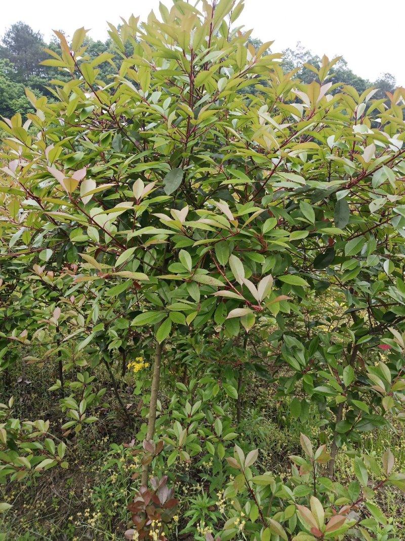 大量供应红叶石楠色块苗根系发达，存活率高，产地直销