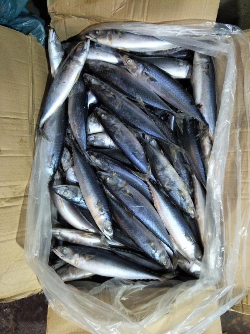 舟山船冻青占鱼20斤新鲜海鲜中号冷冻小头鱼鲐鲅鱼饭店专用
