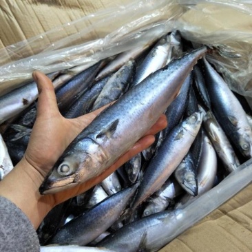 舟山船冻青占鱼20斤新鲜海鲜中号冷冻小头鱼鲐鲅鱼饭店专用