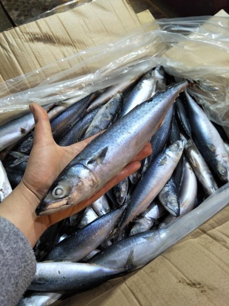 舟山船冻青占鱼20斤新鲜海鲜中号冷冻小头鱼鲐鲅鱼饭店专用