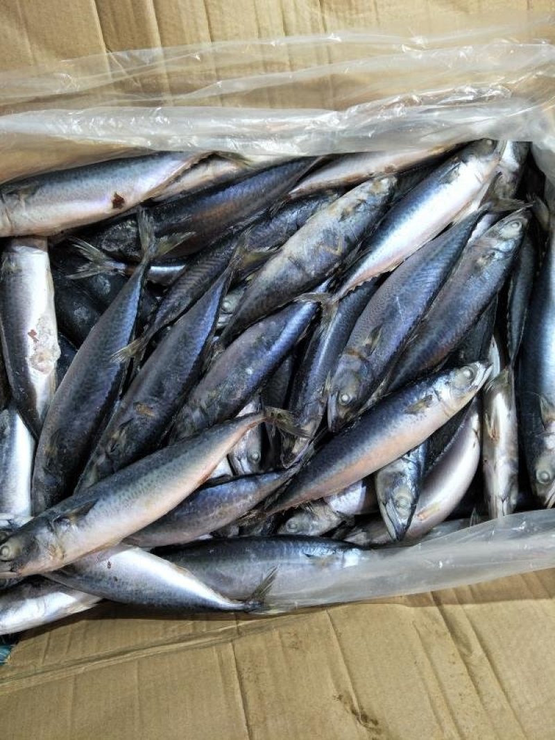舟山船冻青占鱼20斤新鲜海鲜中号冷冻小头鱼鲐鲅鱼饭店专用