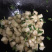 广西食用无毒面包木薯红皮白肉木薯糖水木薯五斤包邮多省