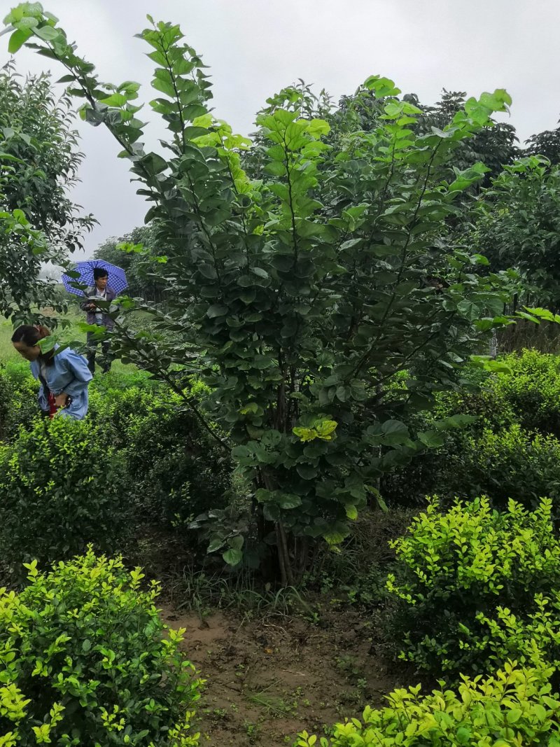 陕西，丛生紫荆，西安周至