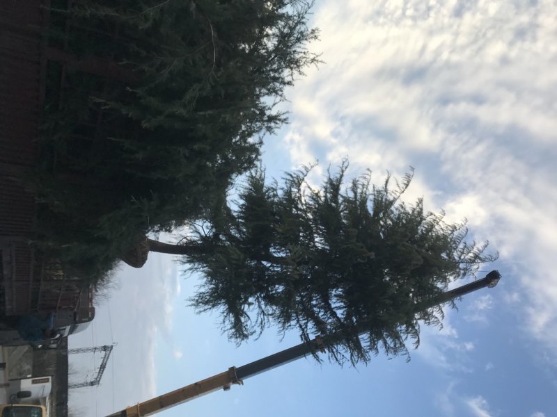 雪松价格雪松规格基地雪松南京雪松雪松主产地