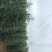 雪松价格雪松规格基地雪松南京雪松雪松主产地