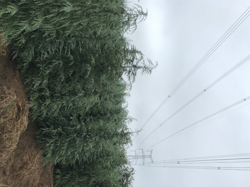 雪松价格雪松规格基地雪松南京雪松雪松主产地