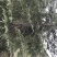 雪松价格雪松规格基地雪松南京雪松雪松主产地