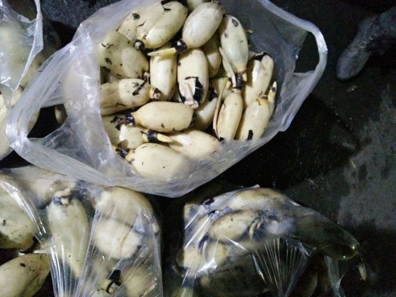 水果藕基地直发量大从优品质保障可长期合作