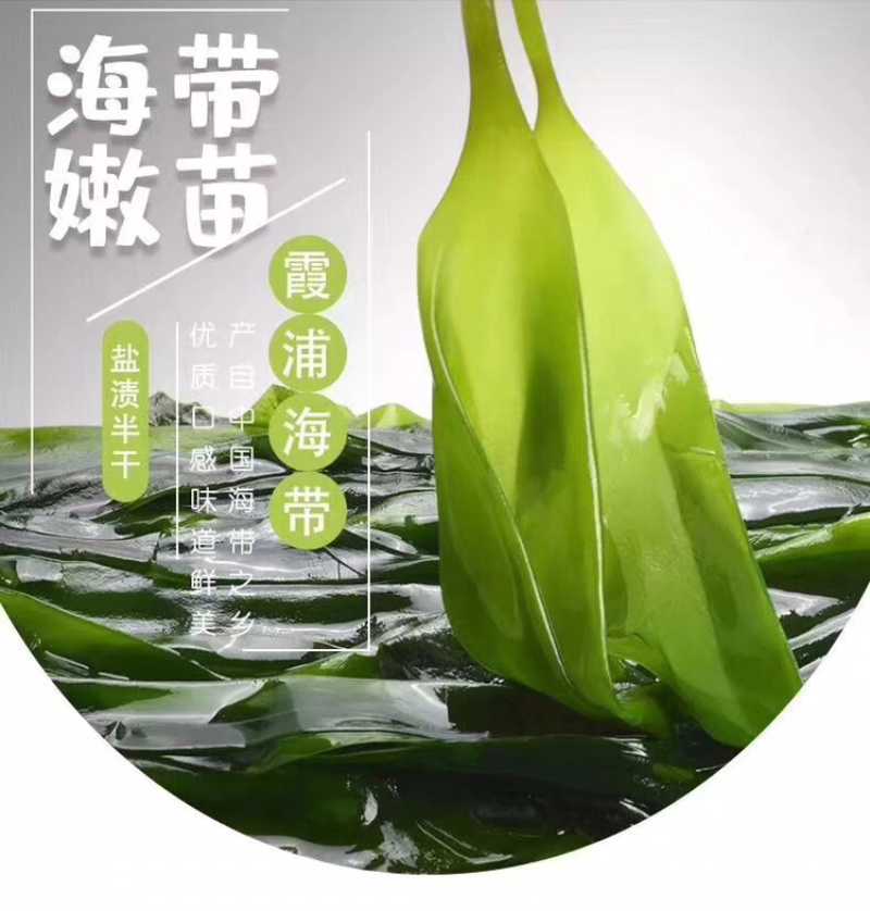 霞浦海带苗海带嫩苗火锅搭档