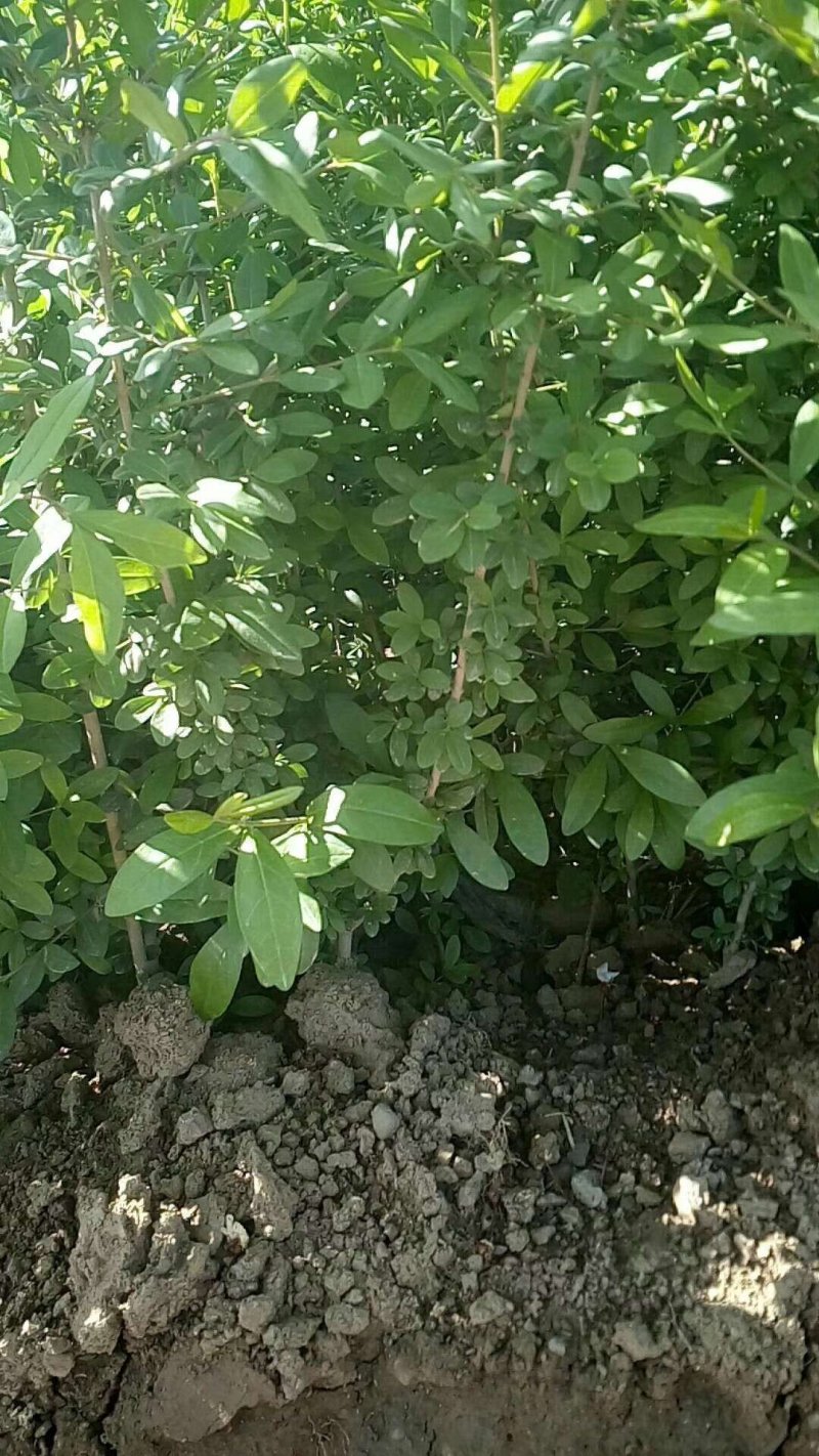营养钵，容器苗，水蜡陕西
