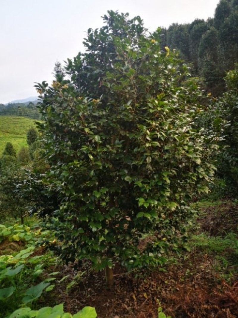 茶花（山茶花）基地批发四川宜宾高县泳清茶花种场植场，直销