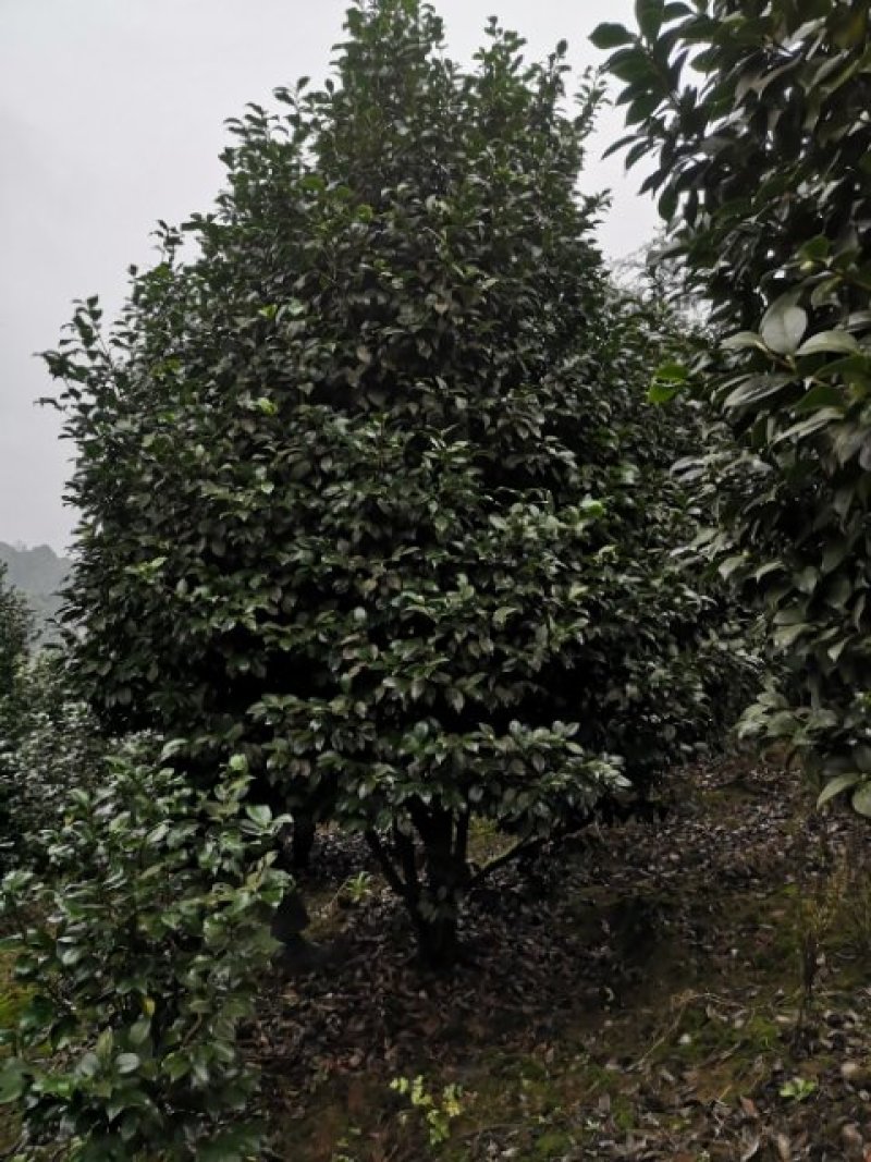 茶花（山茶花）基地批发四川宜宾高县泳清茶花种场植场，直销