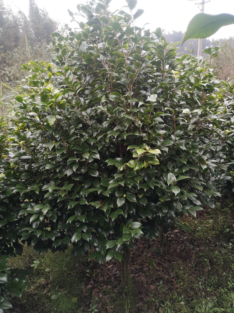 茶花（山茶花）基地批发四川宜宾高县泳清茶花种场植场，直销