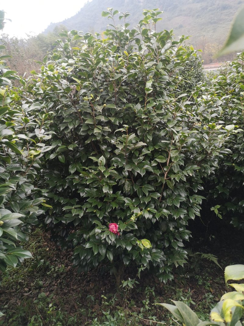 茶花（山茶花）基地批发四川宜宾高县泳清茶花种场植场，直销