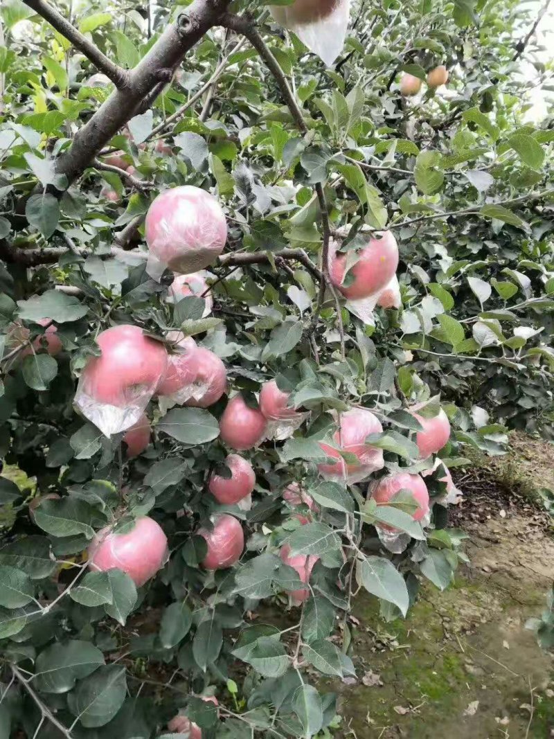 精品红富士苹果80mm以上膜袋产地直供，一手货源