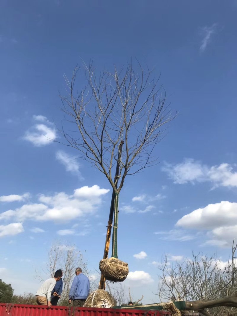 正宗朴树苗木朴树成活率高工程绿化苗木5-30公分