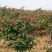 优质红色金银花苗基地直发品种优良诚信经营放心苗