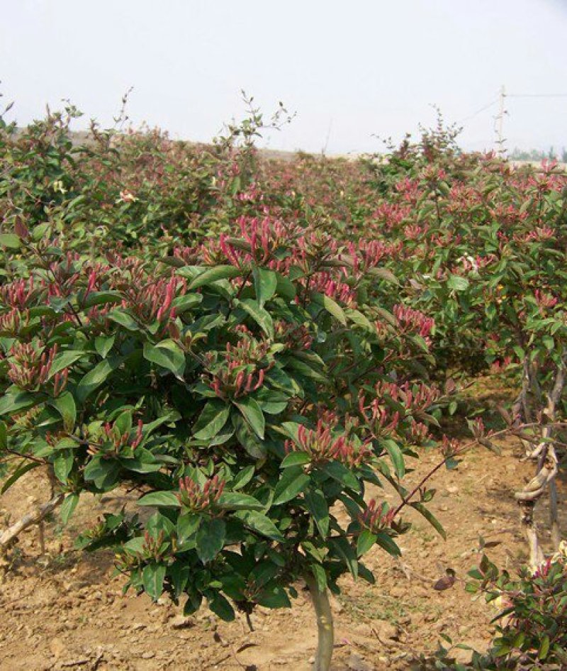 优质红色金银花苗基地直发品种优良诚信经营放心苗