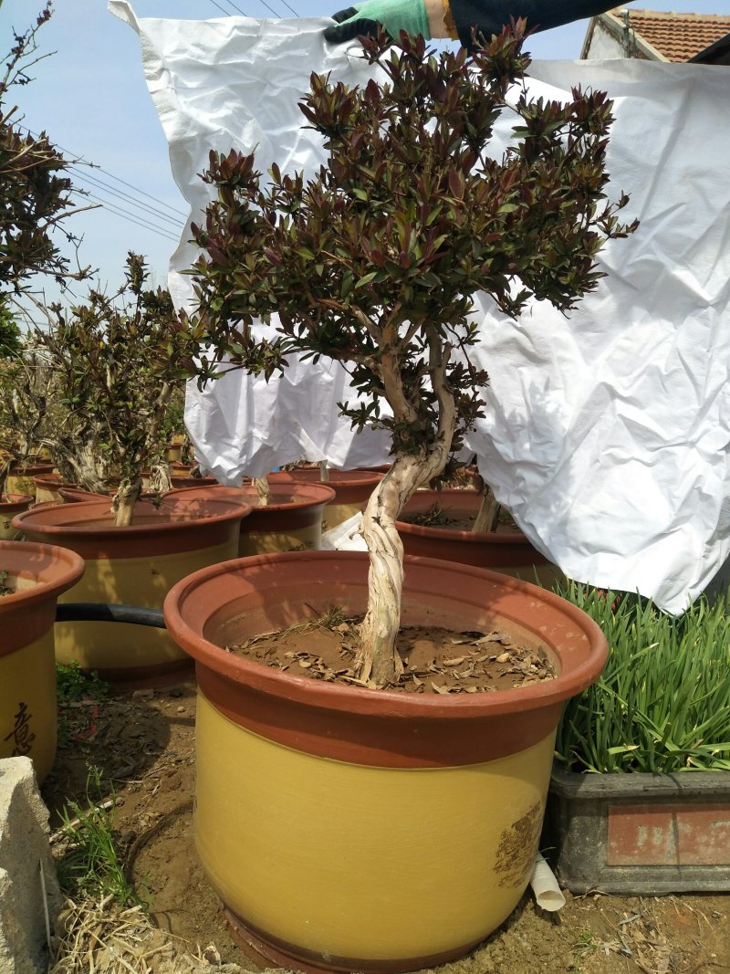 优质红色金银花苗基地直发品种优良诚信经营放心苗