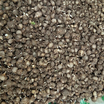 半夏种球，请各位老板提前下单