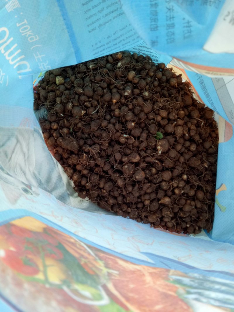 半夏种球，请各位老板提前下单