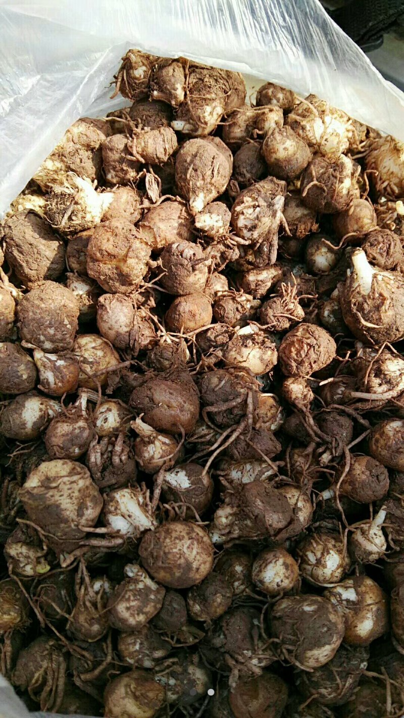 半夏种球，请各位老板提前下单