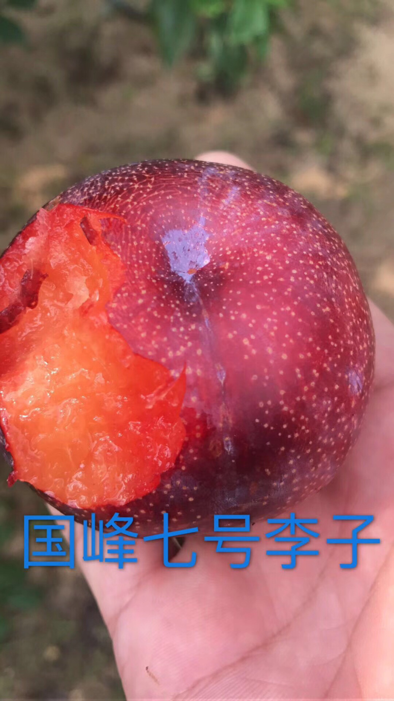 纯正国峰7号李子苗产地直发