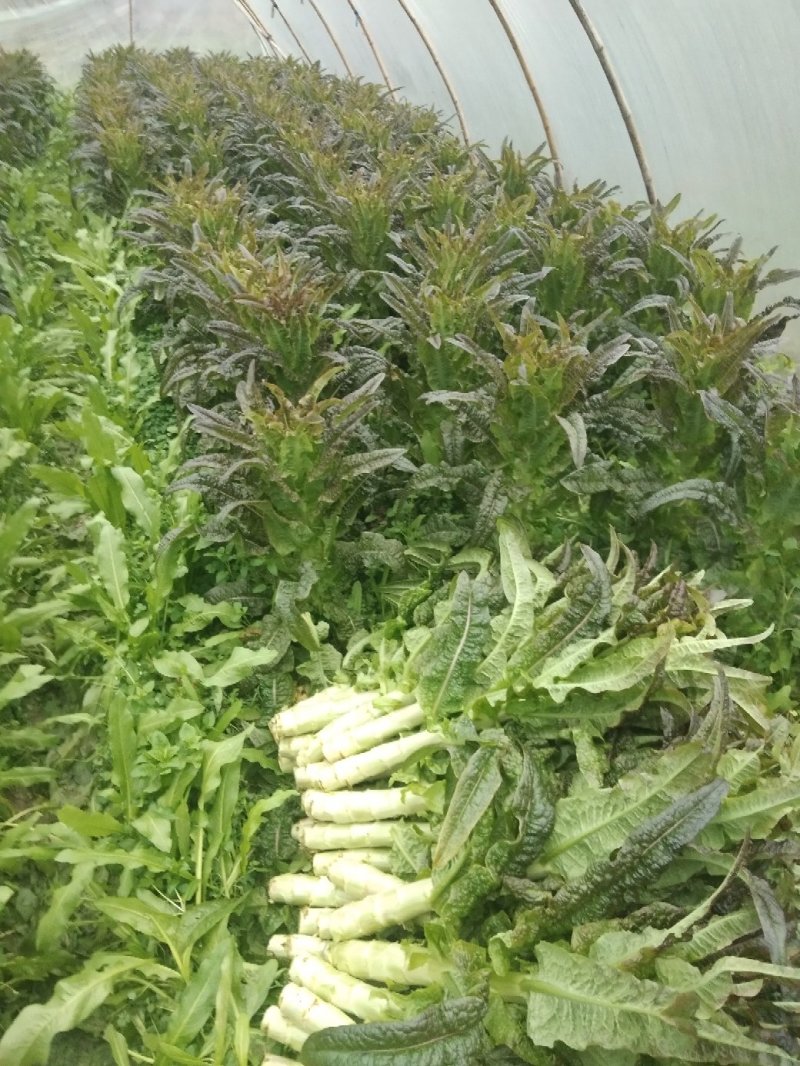 湖南靖州莴笋红叶莴笋
