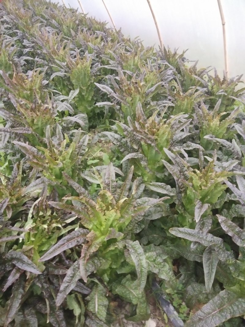 湖南靖州莴笋红叶莴笋