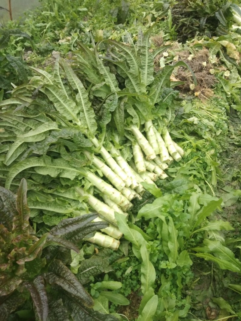 湖南靖州莴笋红叶莴笋