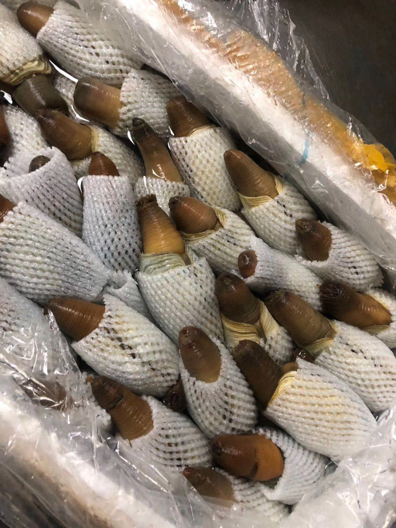 朝鲜象拔蚌，质量品质好，次蚌，鲜活，欢迎联系