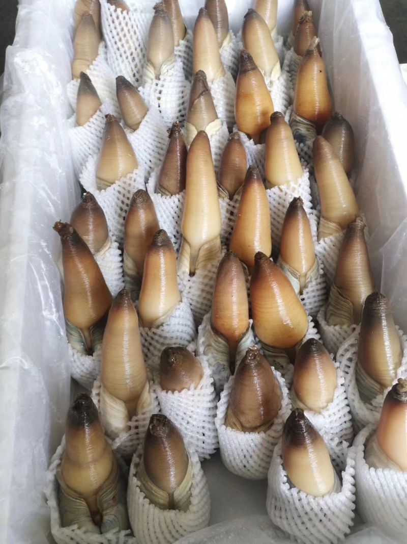 朝鲜象拔蚌，质量品质好，次蚌，鲜活，欢迎联系