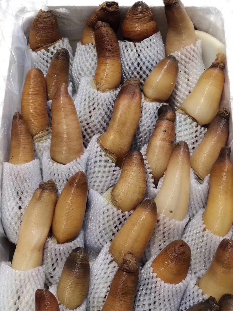 朝鲜象拔蚌，质量品质好，次蚌，鲜活，欢迎联系