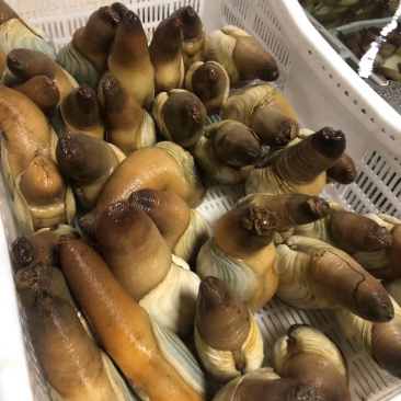 朝鲜象拔蚌，质量品质好，次蚌，鲜活，欢迎联系