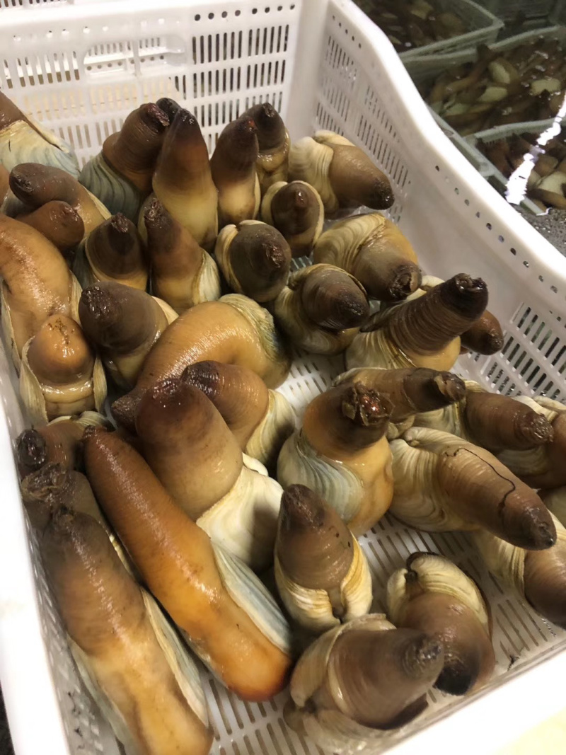 朝鲜象拔蚌，质量品质好，次蚌，鲜活，欢迎联系