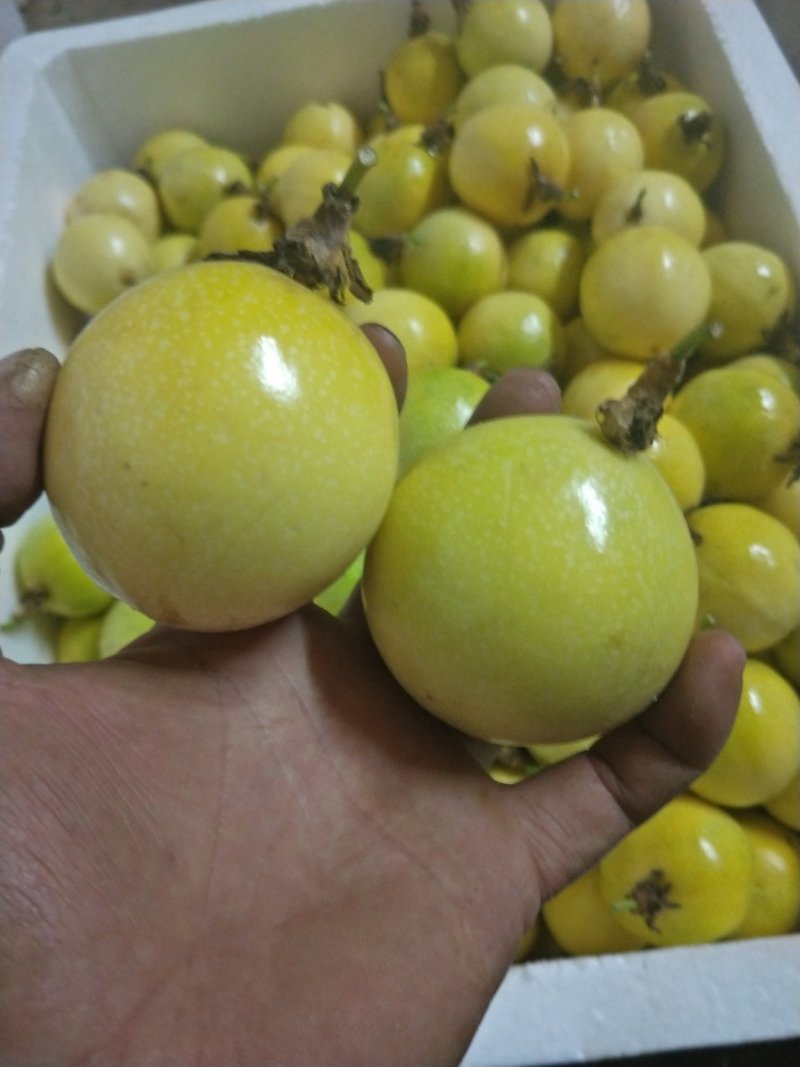 黄金百香果