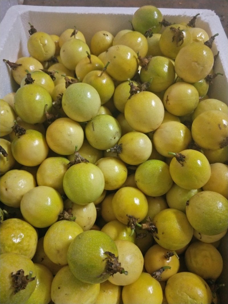 黄金百香果