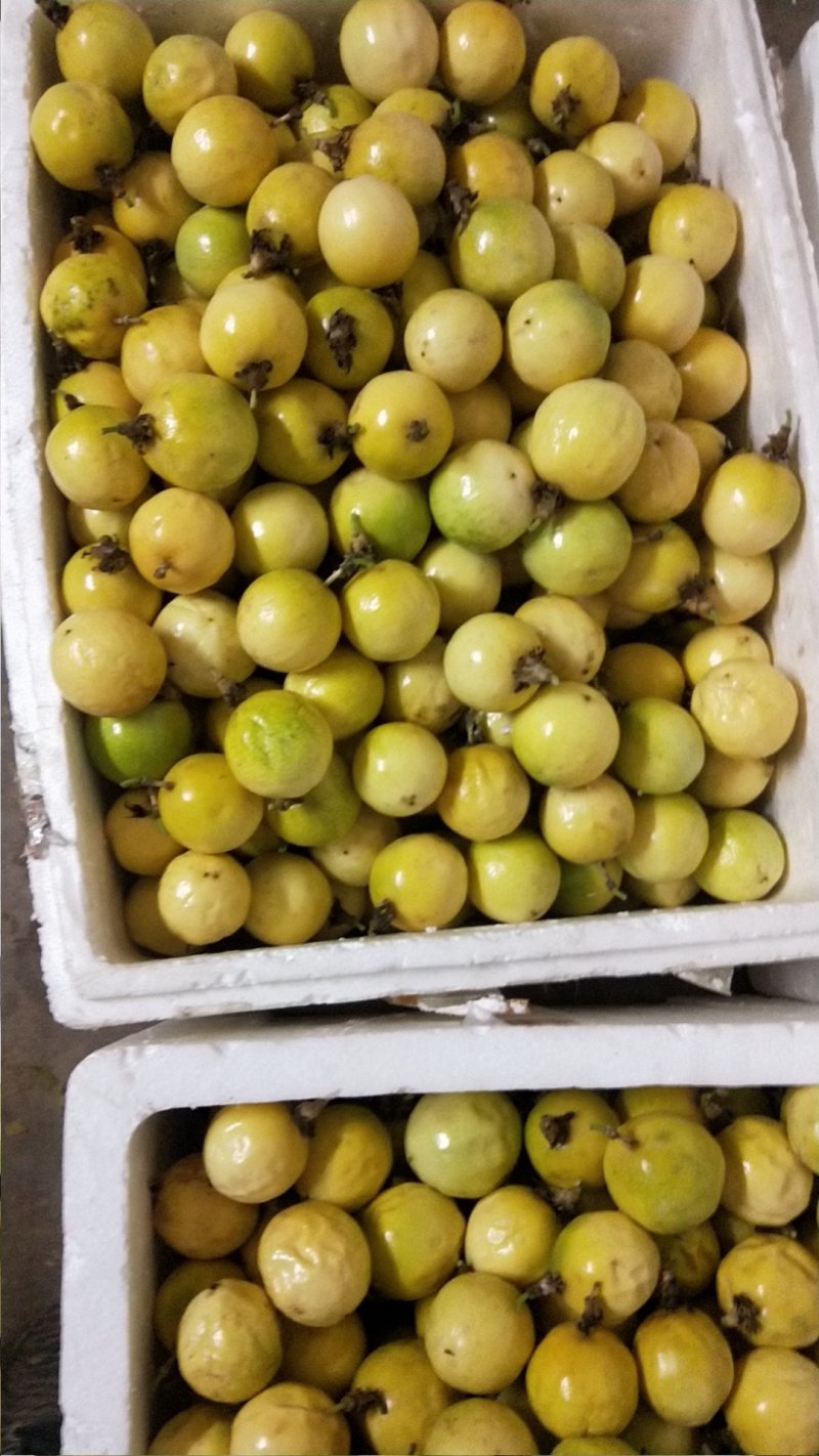 黄金百香果