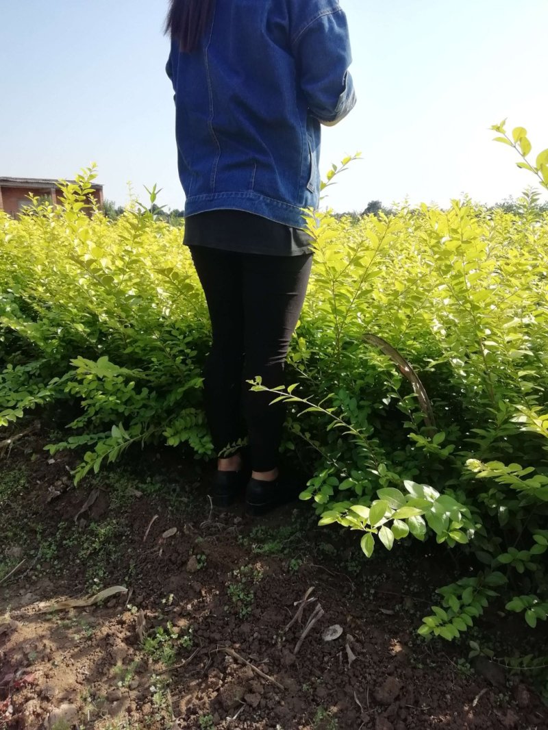 大田，营养钵金叶女贞